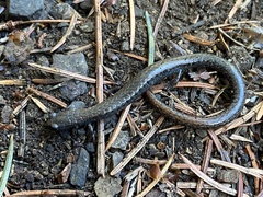 Batrachoseps nigriventris