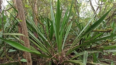 Furcraea hexapetala