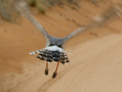 Melierax canorus argentior
