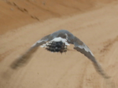 Melierax canorus argentior