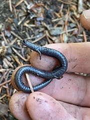 Batrachoseps nigriventris