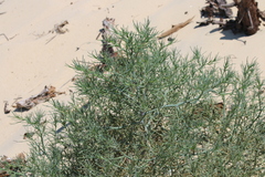 Salsola tragus