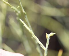 Calobota