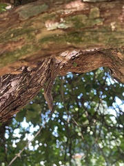 Anolis lineatopus