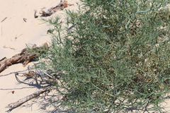Salsola tragus