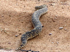 Bitis arietans arietans