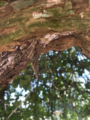 Anolis lineatopus