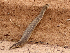 Bitis arietans arietans