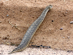 Bitis arietans arietans