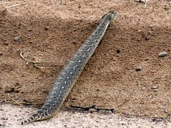 Bitis arietans arietans