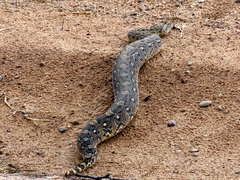 Bitis arietans arietans