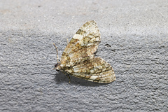 Heterochasta lasioplaca