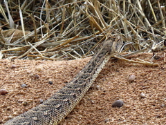Bitis arietans arietans