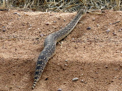 Bitis arietans arietans