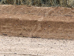 Bitis arietans arietans
