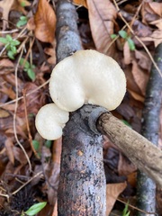 Neofavolus americanus