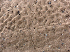 Bitis arietans arietans