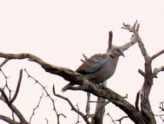 Streptopelia capicola damarensis