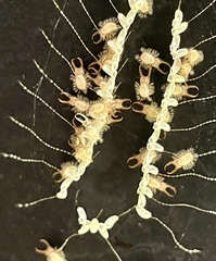 Nymphes