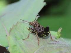 Ontholestes cingulatus