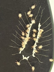 Nymphes