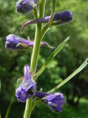 Delphinium fissum