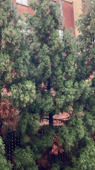 Cryptomeria japonica