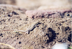 Acanthodactylus boskianus asper