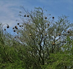 Ploceus cucullatus spilonotus