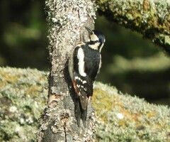 Dendrocopos major canariensis