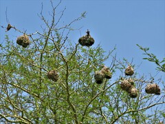 Ploceus cucullatus spilonotus