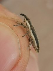Lixus juncii