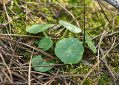 Umbilicus rupestris