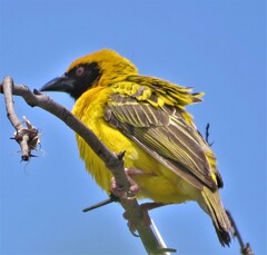 Ploceus cucullatus spilonotus