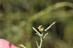 Calobota