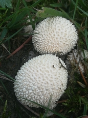 Lycoperdon
