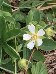 Potentilla alba