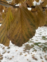 Parrotia