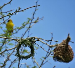 Ploceus cucullatus spilonotus