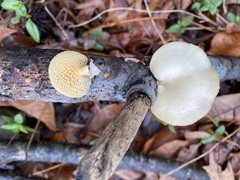 Neofavolus americanus