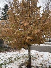 Parrotia