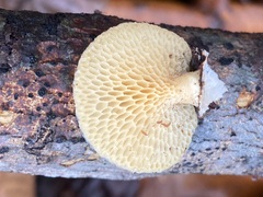 Neofavolus americanus