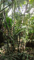 Chamaedorea atrovirens