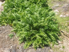 Leptinella plumosa