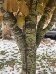 Parrotia
