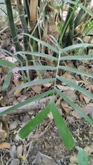 Chamaedorea atrovirens
