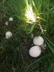 Lycoperdon