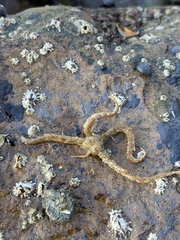 Ophiactoidea