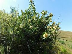 Brabejum stellatifolium