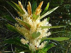 Brabejum stellatifolium